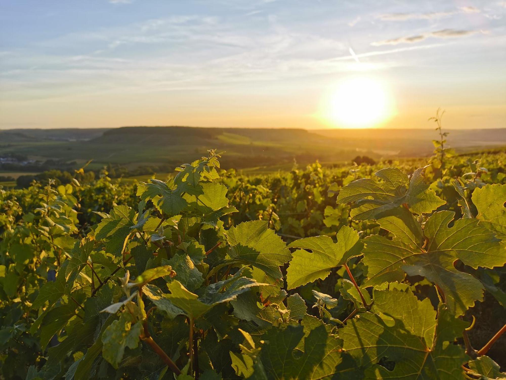布里克特瑞酒店 维奈 外观 照片 Vineyards in the Moselle region